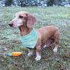 image:imageLuvable Friends Dog Reversible Pet Dog and Cat Bandana Bibs 2pk Banana Space One SizeBanana Dino