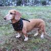 image:imageLuvable Friends Dog Reversible Pet Dog and Cat Bandana Bibs 2pk Banana Space One SizeLeopard Hearts