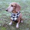 image:imageLuvable Friends Dog Reversible Pet Dog and Cat Bandana Bibs 2pk Banana Space One SizePlaid Camo